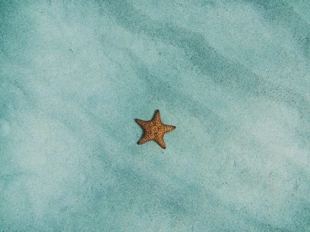 Ein Seestern auf einem blauen Sandhintergrund